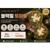 블랙펄 토마토 2kg (18~20개)