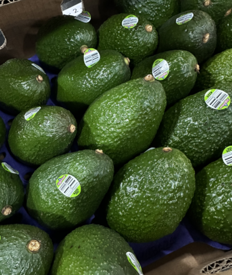 아보카도 1.5kg 특대 (5과)
