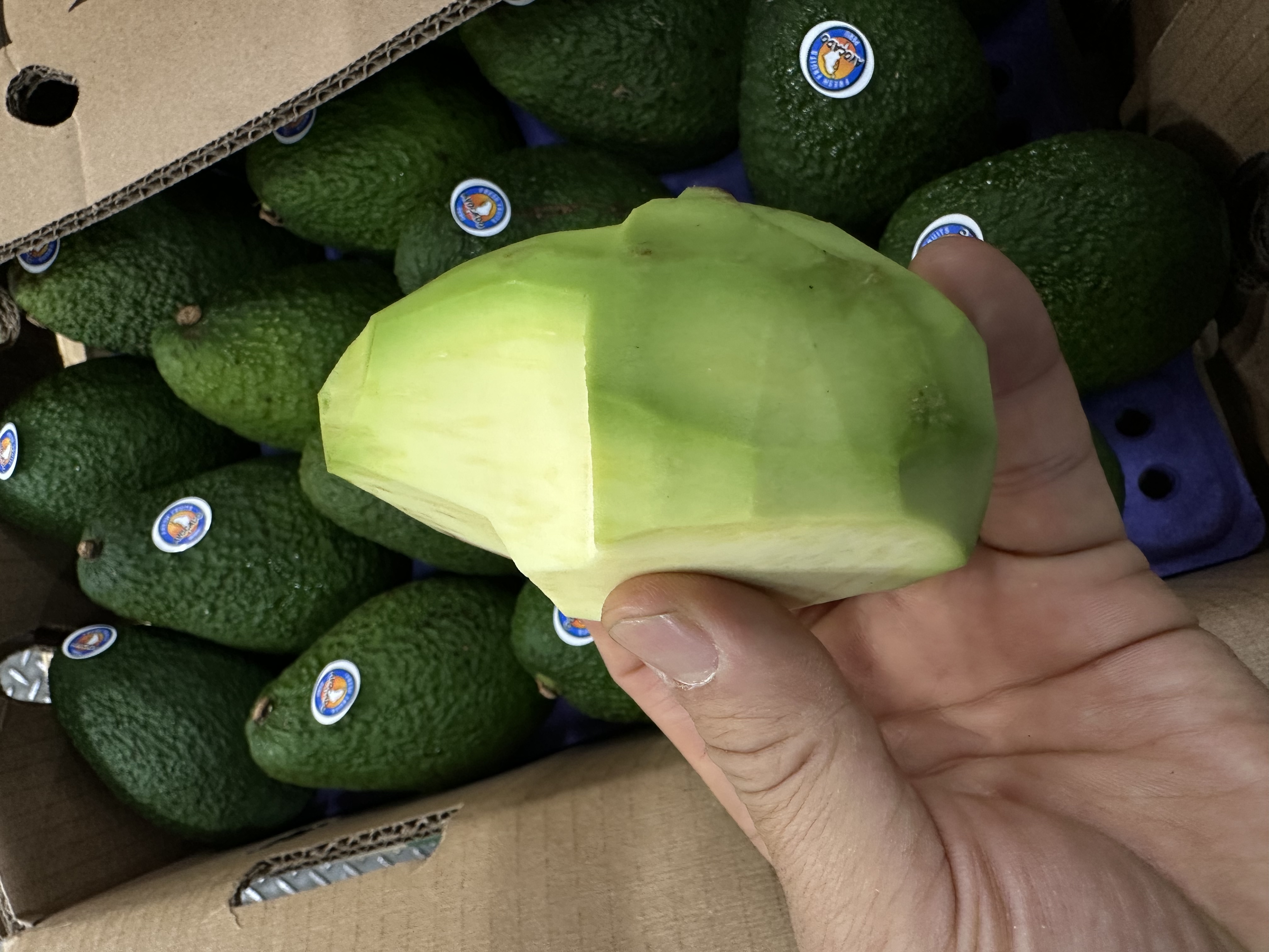 아보카도 1.5kg 특대 (5과)