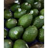 아보카도 1.5kg 특대 (5과)