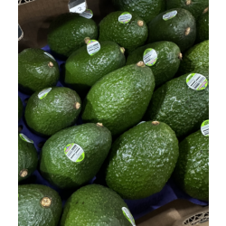 아보카도 1.5kg 특대 (5과)